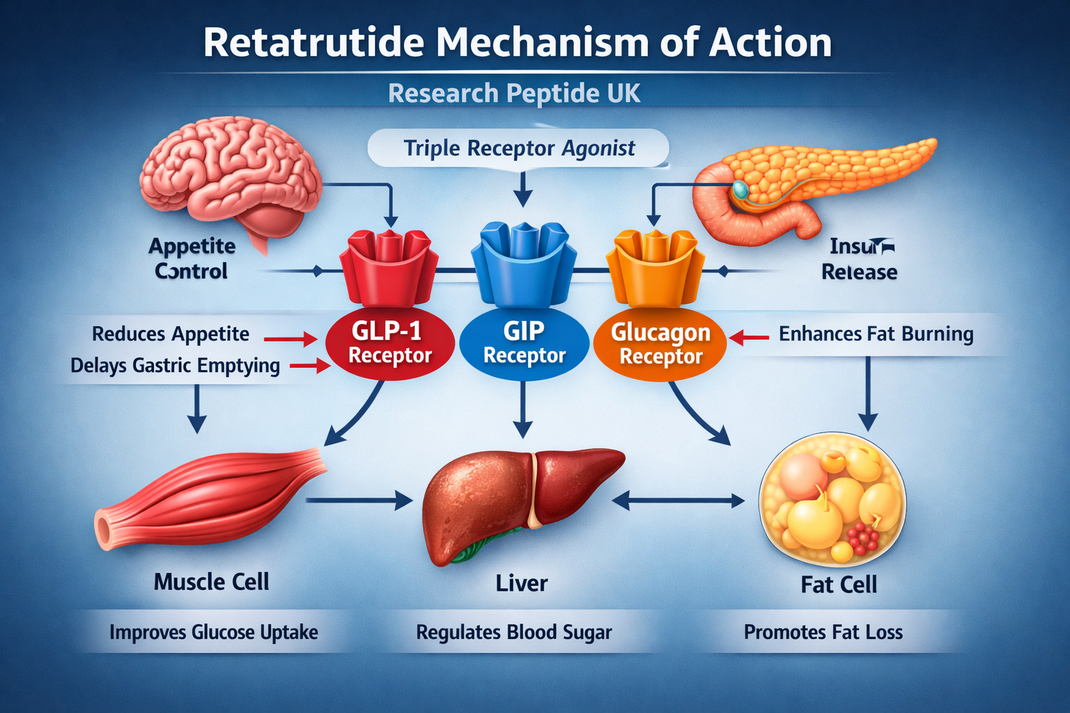 Research peptide UK retatrutide mechanism showing GLP-1 GIP and glucagon receptors